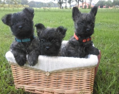 Puppyplanning Juni/Juli 2017